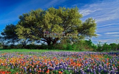 File gốc File tranh phong cảnh thiên nhiên PCN766 (trang trí) phòng ngủ