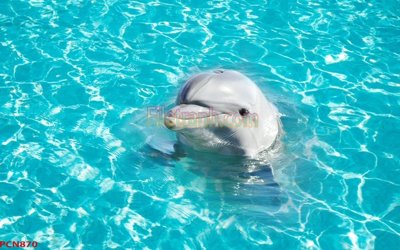 File tranh File tranh phong cảnh thiên nhiên PCN870 (bản gốc) treo quán cafe