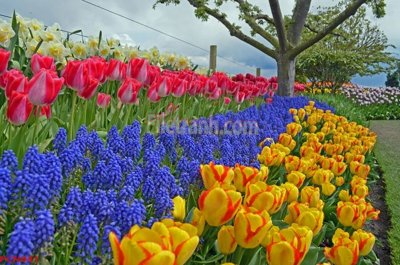 Tải file File tranh phong cảnh thiên nhiên PCN941 (ảnh gốc) in tranh kính