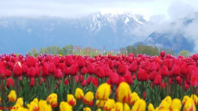 Tải file File tranh phong cảnh thiên nhiên PCN947 (ảnh gốc) in gạch men