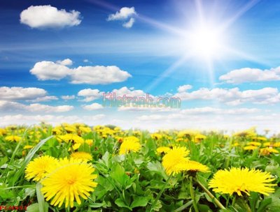 File tranh gốc in trần nhà File tranh phong cảnh thiên nhiên PCN951 3D