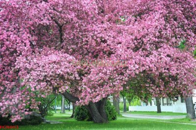 File in trần File tranh phong cảnh thiên nhiên PCN953 (bản gốc) hoa văn