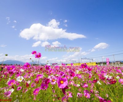 File tranh gốc File tranh phong cảnh thiên nhiên PCN978 (bản quyền) Filetranh.com