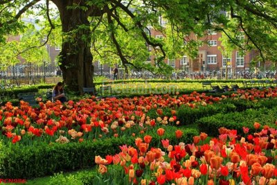 File gốc File tranh phong cảnh thiên nhiên PCN986 (in ấn) không giới hạn