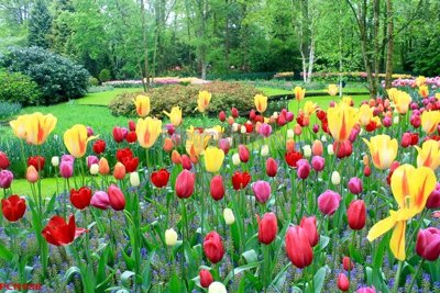 File gốc File tranh phong cảnh thiên nhiên PCN988 (PNG) chất lượng cao