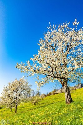 File ảnh File phong thủy đứng thác nước PTD309 (gốc) in decal dán tường