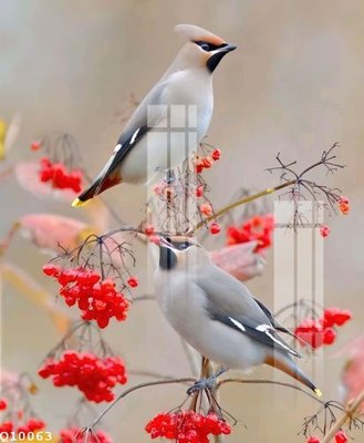 File gốc File gốc in tranh tổng hợp Q10063 (chuẩn CMYK) cho nhà in