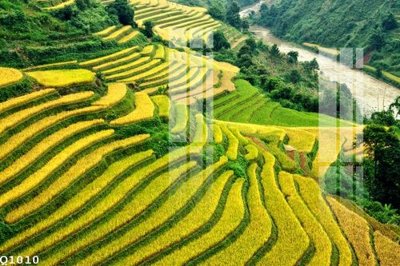 File tranh quảng cáo File gốc in tranh tổng hợp Q1010 (file gốc) chuyên nghiệp