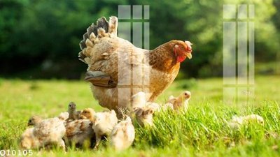 File ảnh File gốc in tranh tổng hợp Q10105 (gốc) in standee