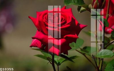 File gốc in ấn File gốc in tranh tổng hợp Q10355 chuẩn màu CMYK