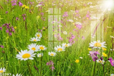 Hình ảnh gốc File gốc in tranh tổng hợp Q1049 (để in khổ lớn)