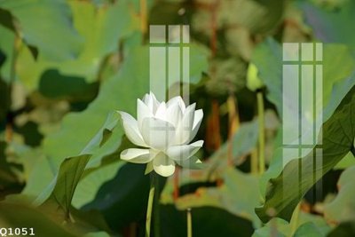 File gốc in ấn File gốc in tranh tổng hợp Q1051 (sẵn sàng tải về)