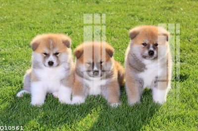 Tải file gốc File gốc in tranh tổng hợp Q10561 (in tráng gương) 3DFile gốc File gốc in tranh tổng hợp Q10561 (sẵn sàng in) chất lượng cao