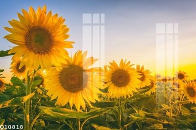 Tải file File gốc in tranh tổng hợp Q10818 (gốc) chủ đề tâm linh