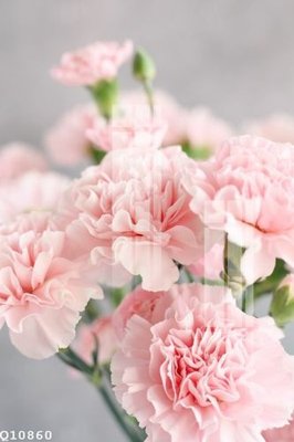 File ảnh gốc File gốc in tranh tổng hợp Q10860 (chuyên in mica)