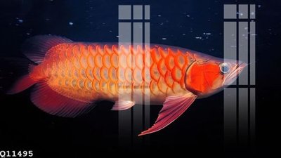 File in lụa File gốc in tranh tổng hợp Q11495 (hoa văn) File gốc in tranh tổng hợp Q11495