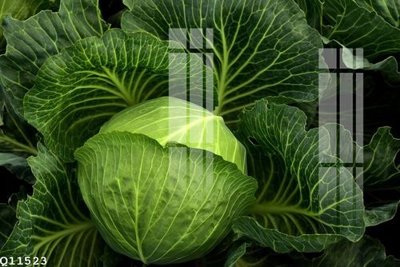 File gốc File gốc in tranh tổng hợp Q11523 (ảnh chi tiết) để in ấn