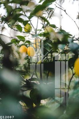 File ảnh File gốc in tranh tổng hợp Q12087 (gốc) in biển hiệu