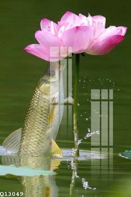 File ảnh File gốc in tranh tổng hợp Q13049 (gốc) trang trí khách sạn