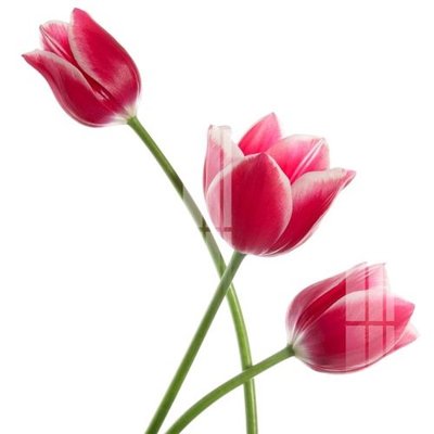 File gốc File gốc in tranh tổng hợp Q13396 (ảnh chi tiết) để in ấn