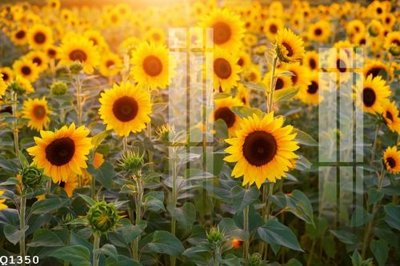 Download file File gốc in tranh tổng hợp Q1350 (chuẩn in) File gốc in tranh tổng hợp Q1350