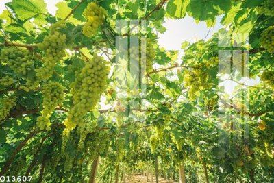 Tải file File gốc in tranh tổng hợp Q13607 (ảnh gốc) in gạch 3D