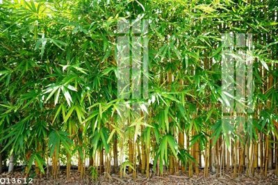 Tải file gốc File gốc in tranh tổng hợp Q13612 (in khổ lớn) không mờ