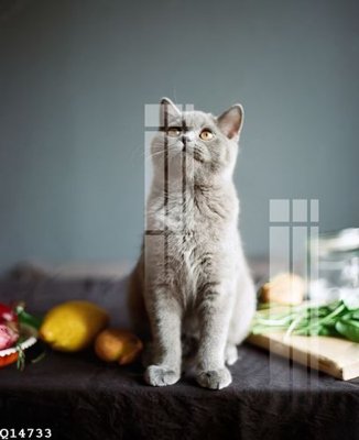 Mua file gốc File gốc in tranh tổng hợp Q14733 (chất lượng) tại Filetranh.com