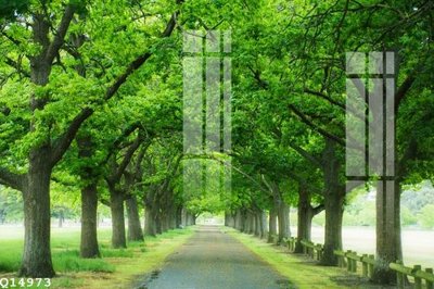 File tranh File gốc in tranh tổng hợp Q14973 (gốc) chủ đề trẻ em