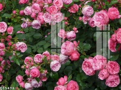 File gốc File gốc in tranh tổng hợp Q15498 (phong cách) tối giản