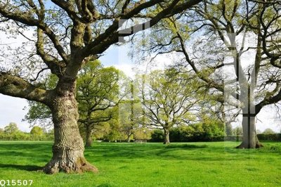 Tải về file tranh gốc File gốc in tranh tổng hợp Q15507 (để in quảng cáo)