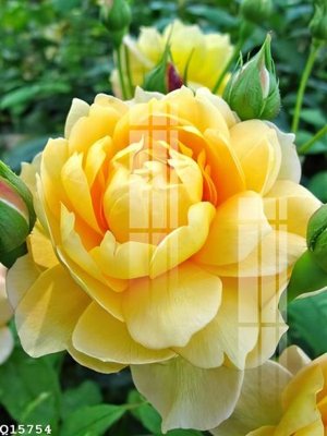 File gốc in tráng gương File gốc in tranh tổng hợp Q15754 chi tiết