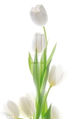 File gốc File gốc in tranh tổng hợp Q15900 (ảnh chi tiết) để in lụa