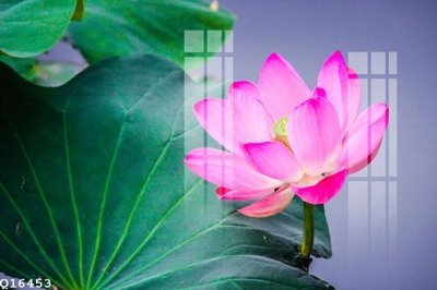 File gốc File gốc in tranh tổng hợp Q16453 (AI/EPS) cho in ấn