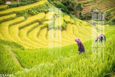 File gốc File gốc in tranh tổng hợp Q16623 (chuẩn màu) cho in offset