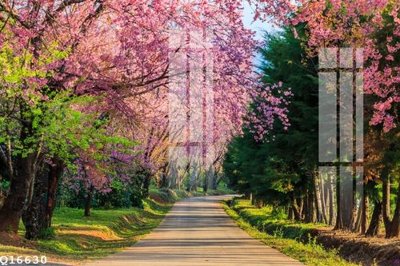 File tranh File gốc in tranh tổng hợp Q16630 (gốc) chủ đề thiên nhiên