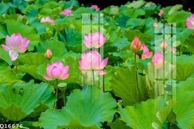 Tải file File gốc in tranh tổng hợp Q16676 (PSD) cho in tranh kính