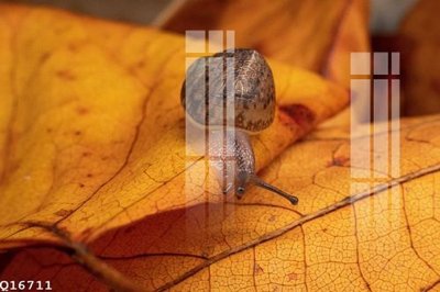 File gốc File gốc in tranh tổng hợp Q16711 (in lụa) cao cấp