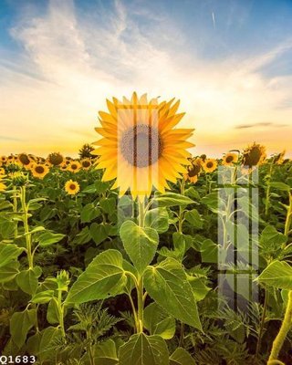 File tranh gốc File gốc in tranh tổng hợp Q1683 (sắc nét từng chi tiết)