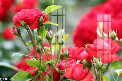 File PSD File gốc in tranh tổng hợp Q18877 (nguyên gốc) chất lượng cao