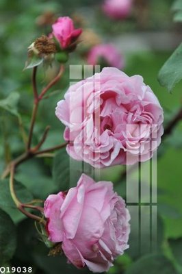 File tranh quảng cáo File gốc in tranh tổng hợp Q19038 (file gốc) chuyên nghiệp