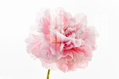 Hình ảnh file gốc in lụa File gốc in tranh tổng hợp Q19142