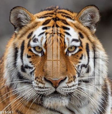 File PSD File gốc in tranh tổng hợp Q19167 (gốc) nhiều lớp (multi-layer)