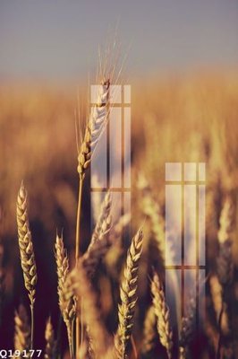 File in trần File gốc in tranh tổng hợp Q19177 (bản gốc) 5D