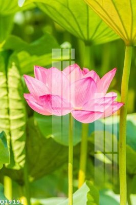 File gốc File gốc in tranh tổng hợp Q19191 (in lụa) họa tiết 3D