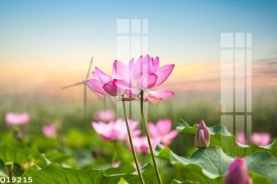 File gốc File gốc in tranh tổng hợp Q19215 (in ấn) màu sắc trung thực