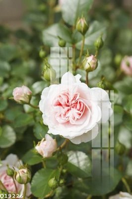 Tải file File gốc in tranh tổng hợp Q19226 (ảnh gốc) in gạch 3D