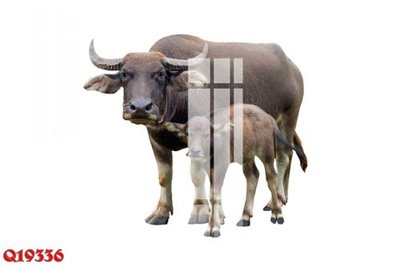 Download file gốc File gốc in tranh tổng hợp Q19336 (in mica) trong suốt