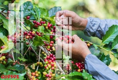 File ảnh File gốc in tranh tổng hợp Q19592 (gốc) in quảng cáo ngoài trời