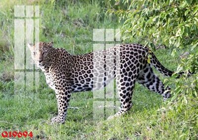 File in trần File gốc in tranh tổng hợp Q19694 (file gốc) phong thủy